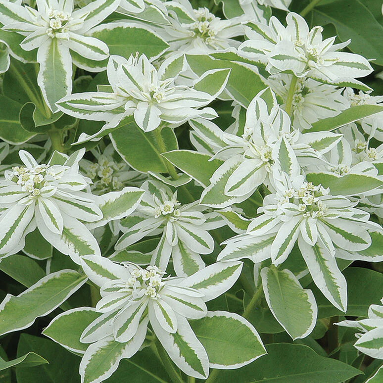 Mountain Snow Euphorbia is one of many Texas superstar plants. We carry the seeds.
