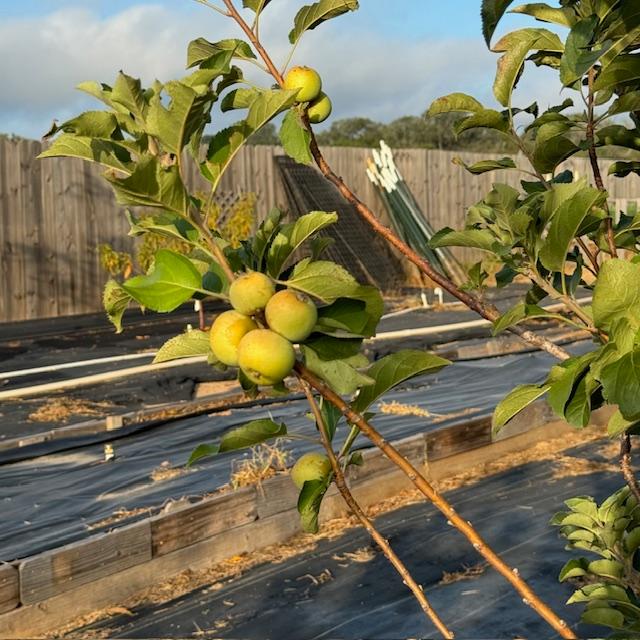 Usually, our apple trees produce fruit in the spring but this one apple tree is making fall apples this year! Usually, our apple trees produce fruit in the spring but this one apple tree is making fall apples this year!