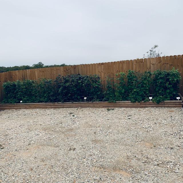 This is the pole bean area of our fall garden of 2022. We harvest beans every other day and we are getting a lot of green, purple, and yellow beans. They are so amazing.