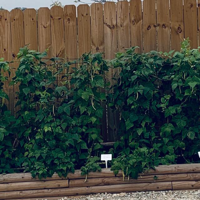 This bed is filled with pole beans, all close together, climbing up the tomato cages.