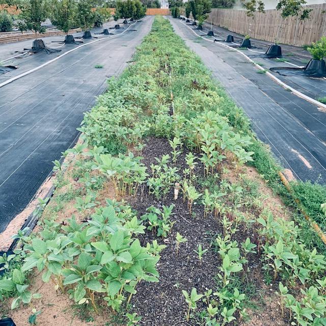 This long, raised bed is filled with fall flowers that we planted last month. No vegetables, just flower seeds.