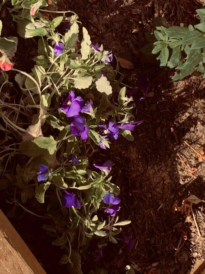 Our fall flowers that went in the garden just last week, have ice on them. They are supposed to be resistant to the cold. We will see...
