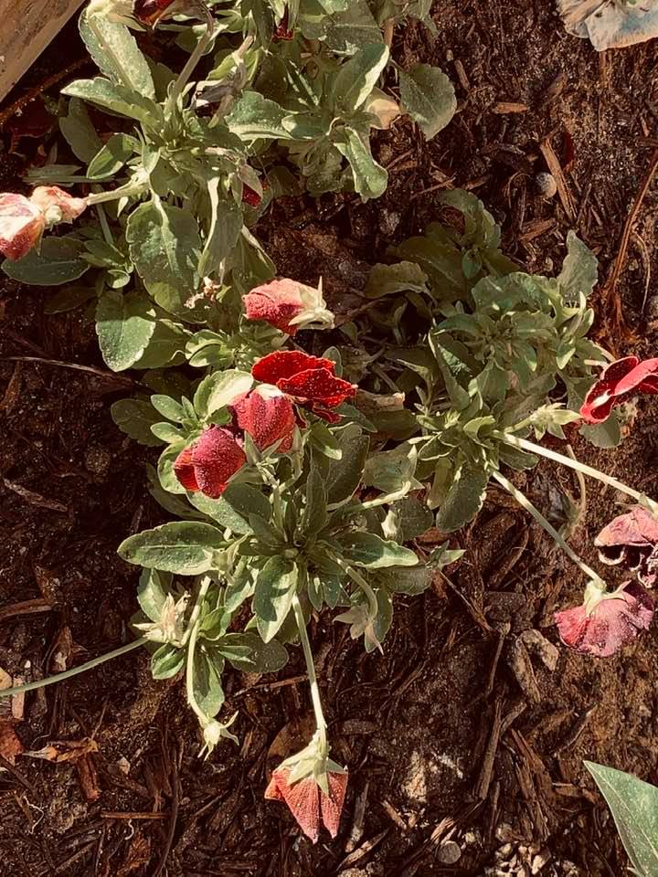 These red flowers are iced up pretty good. It will be a high of 60° today so we will soon see if they survived.