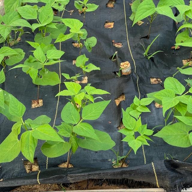 Our bush beans aka green beans are already looking beautiful!