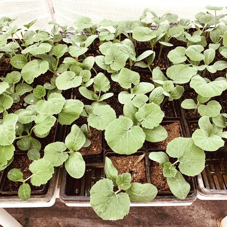 Fall Vegetable Garden Seeds
