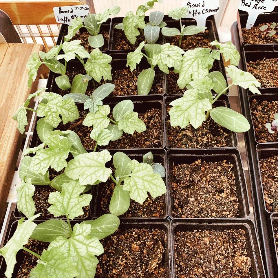 Various starts from seed for fall planting in our greenhouse. All planted by Linda as well. Thank you, Linda.