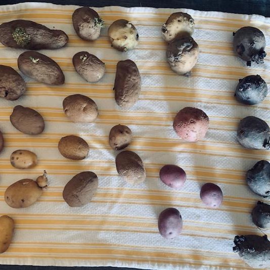 You just can't buy fall seed potatoes in Texas so you have to make your own.