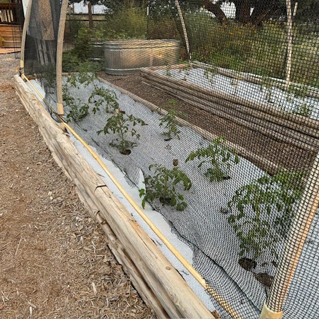 Here are the tomatoes we put in for fall planting in South Texas.