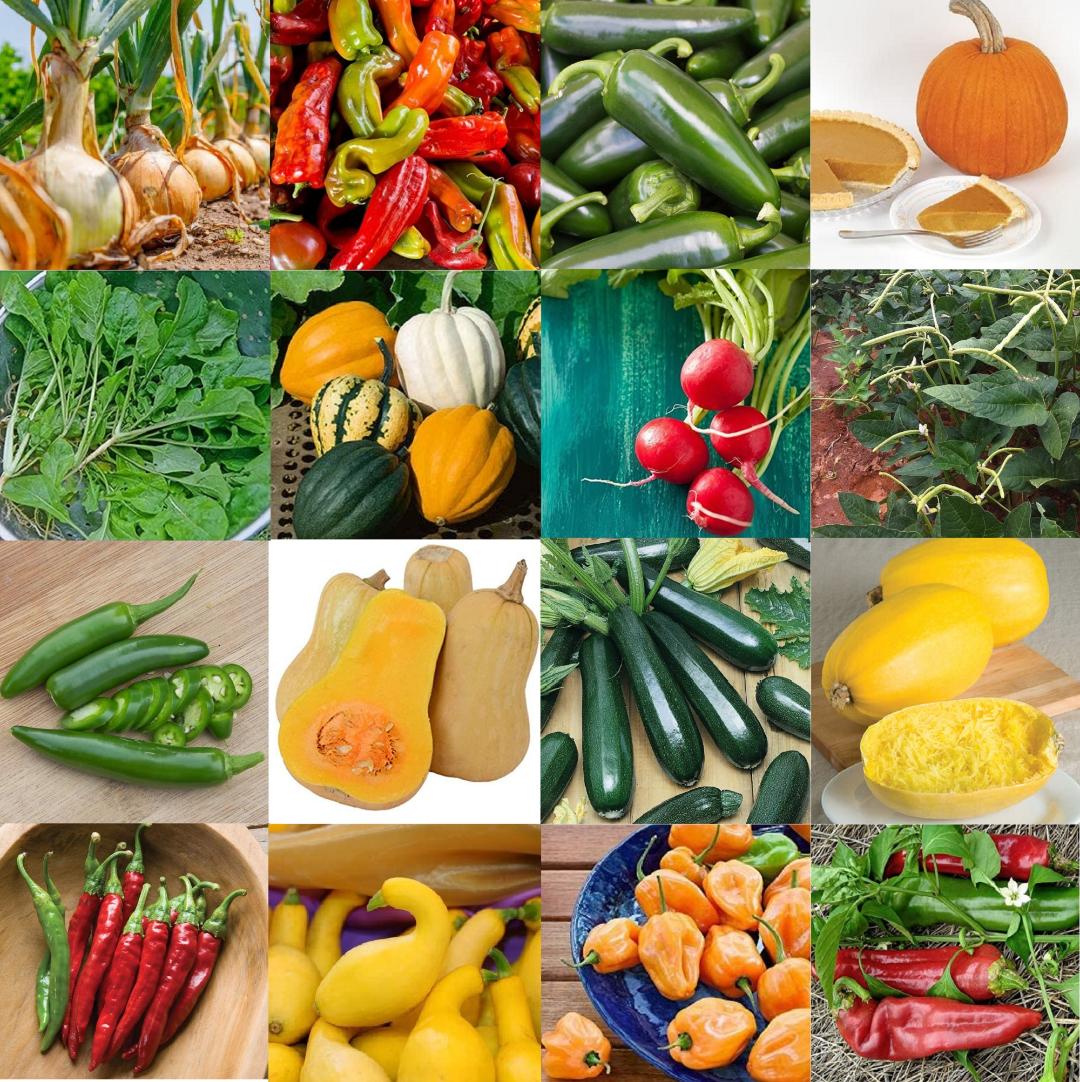 These are some of the veggies that do well in a fall garden.