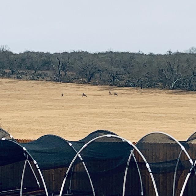 This family of deer was spotted in the field next to our farm. Hopefully, some of that field will soon belong to us by the end of spring.