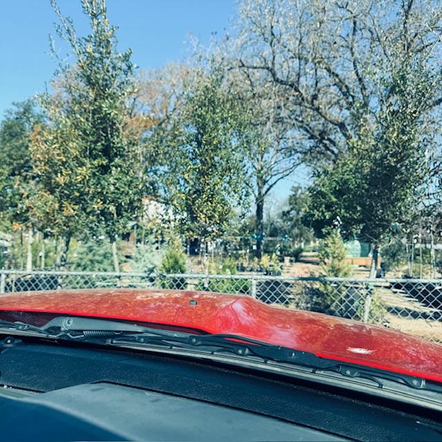 Fanick's Nursery in San Antonio is loaded with trees, grape vines, raspberry, citrus, and seed potatoes.