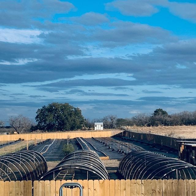 It warmed up fast today. You can see our orchard and hoop houses.