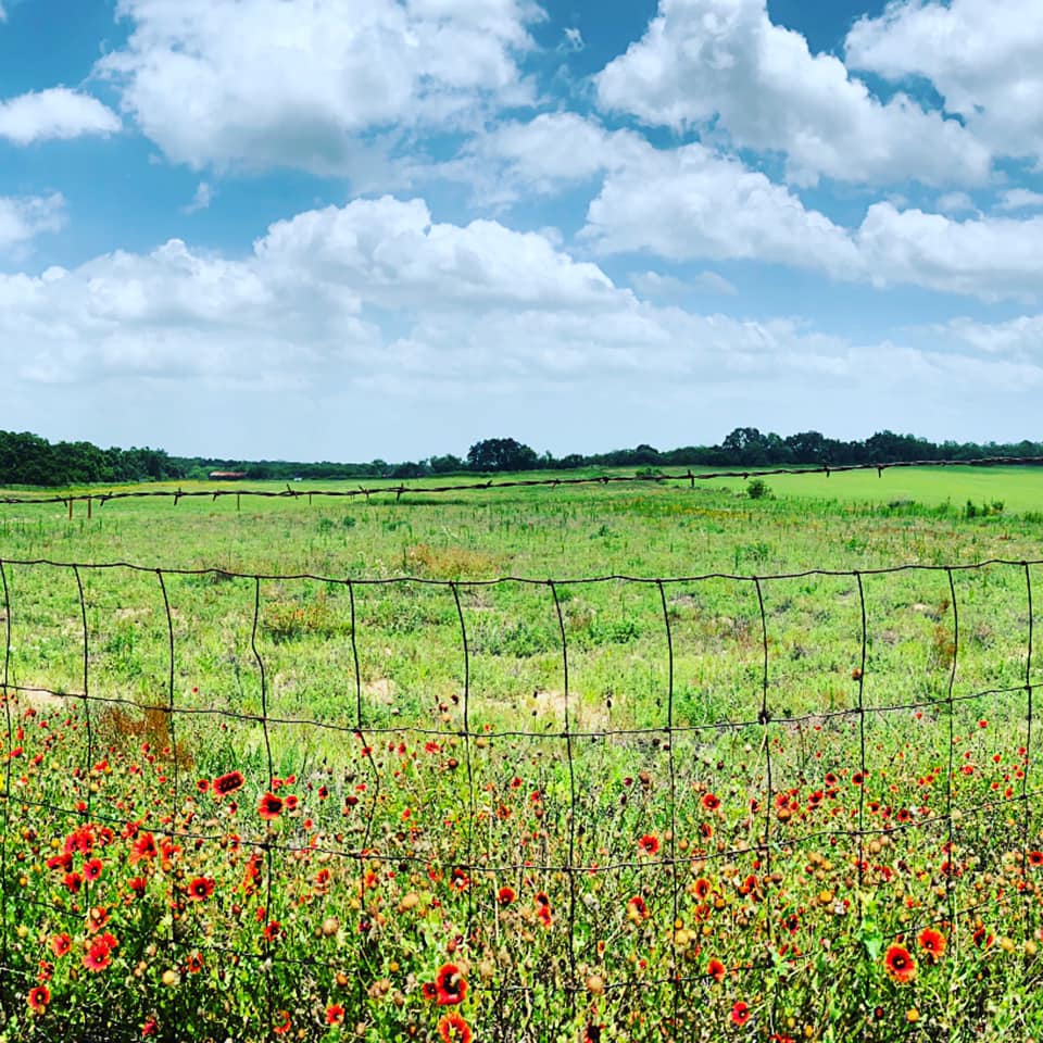 This was our first view of the property we would purchase, in June of 2019, fenced and full of weeds and wildflowers that were waist high. See the oak tree at the top of the property. This was our first view of the property we would purchase, in June of 2019, fenced and full of weeds and wildflowers that were waist high. See the oak tree at the top of the property.