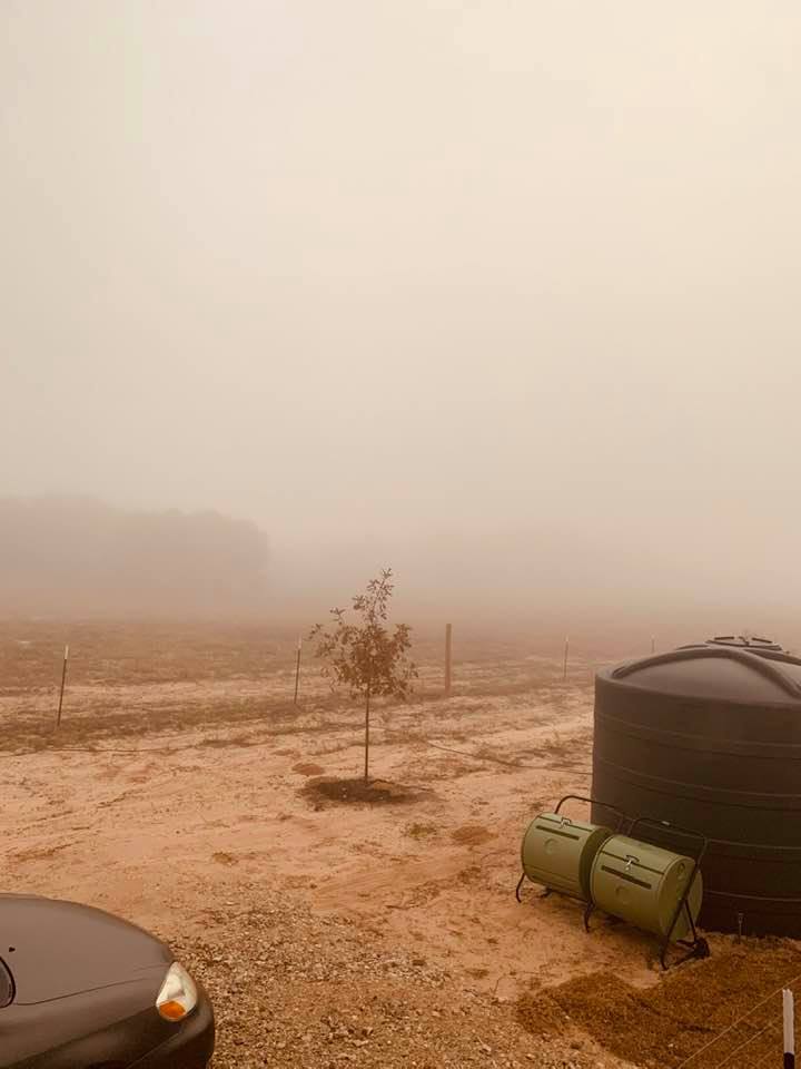 It is a foggy day in the backyard garden on the farm.