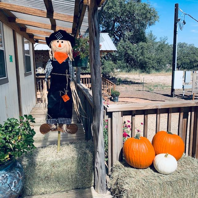 Farmer Dave is guarding the pumpkins and welcoming you to David's Garden Seeds®!