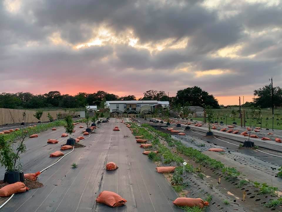 This is a photo of our orchard at sunset a few years ago when the trees were young.