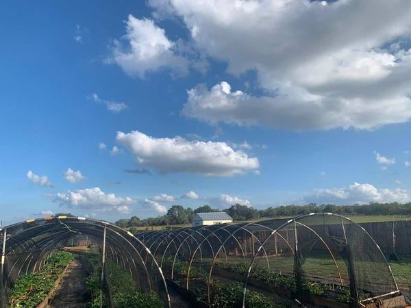 David's Garden Seeds® Farm is a beautiful place to be!