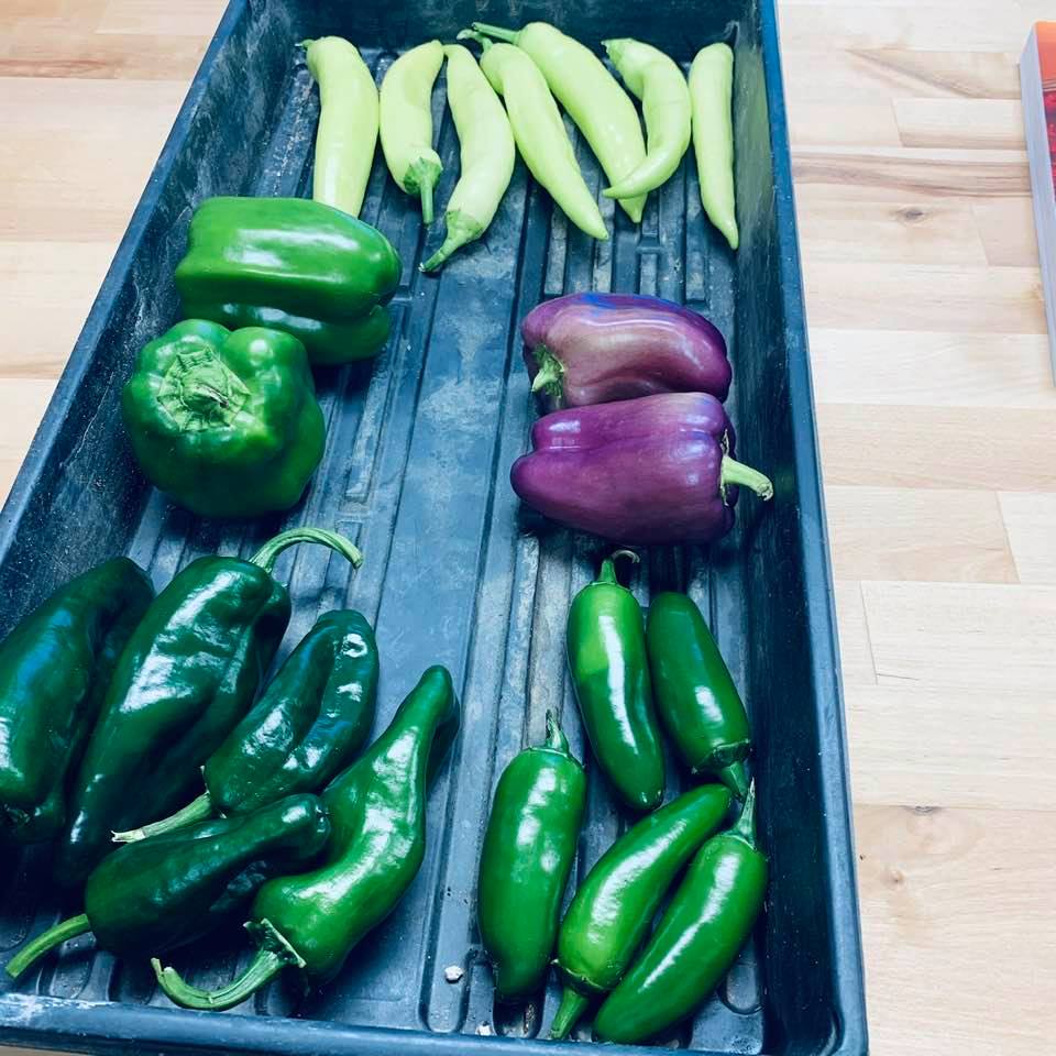 Look at the beautiful garden vegetables picked from our garden this morning! They are all peppers, banana, purple bell, jalapeno. Aren't they gorgeous?