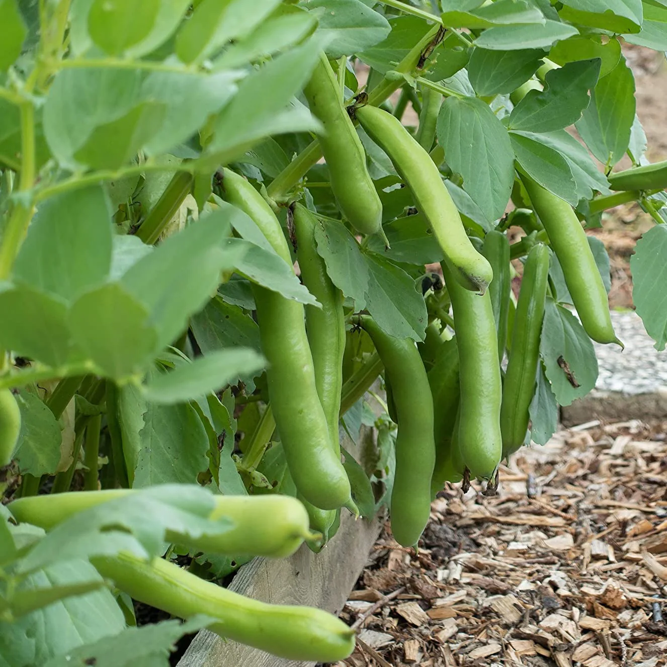 Planting fall beans can include the Fava bean, our largest bean.