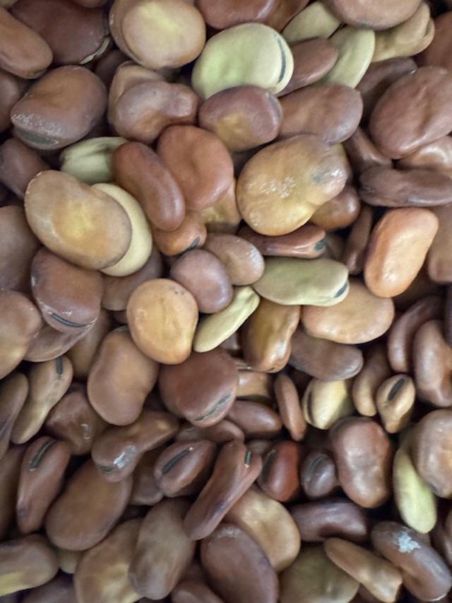 These are fava bean seeds, the largest seeds we sell. They are smooth and vary in shades of color.