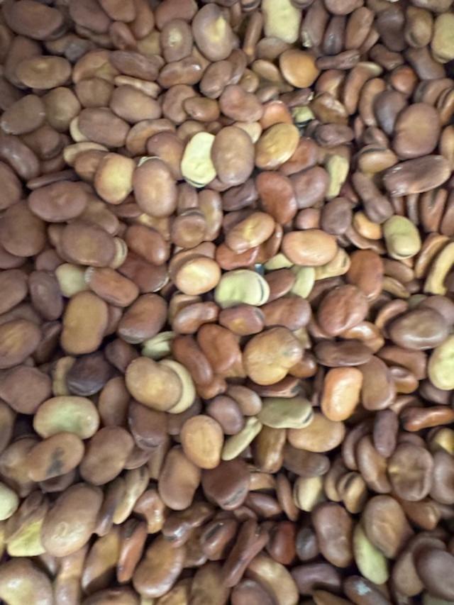 Will you dry all of your fava beans or will you cook some right away while they are green?