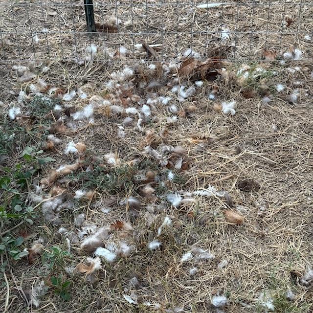 Feathers, feathers everywhere!