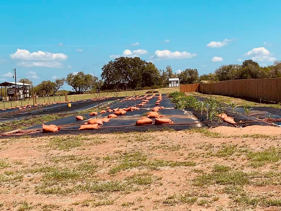 Our orchard with rows for vegetable plants in between the trees. So many possibilities on the farm, so little time. Our orchard with rows for vegetable plants in between the trees. So many possibilities on the farm, so little time.