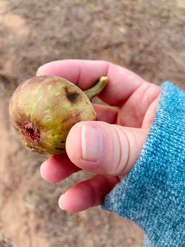 This blue fig felt very soft so I picked it to try.