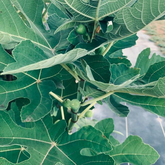 Our fig tree has lots of little figs on it. They are the first ones on it.