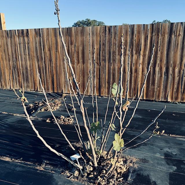 Our fig tree has been pruned and is already showing new growth.