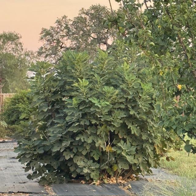 This fig tree was given to us by a customer 3 years ago. It has grown huge!