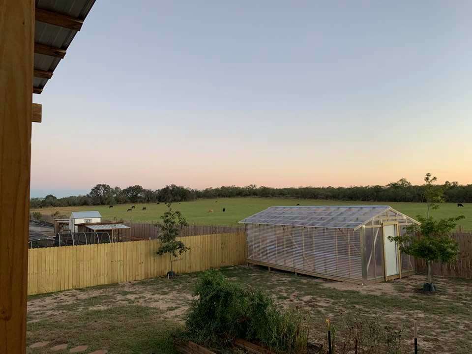 The cows are having fun in the field next door to my new greenhouse. Aren't they pretty?