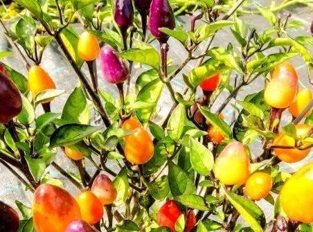 This is the Firecracker pepper plant.