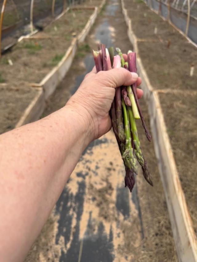 I got a handful of asparagus stalks for dinner this evening.