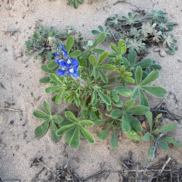I found the first blue bluebonnet on the farm today for 2025. We have red ones out front but this is in the back. I found the first blue bluebonnet on the farm today for 2025. We have red ones out front but this is in the back.