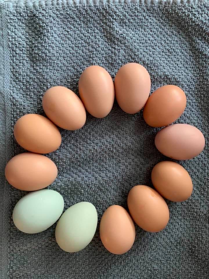 These are the first dozen eggs we ever got from our chickens back in the fall of 2020.