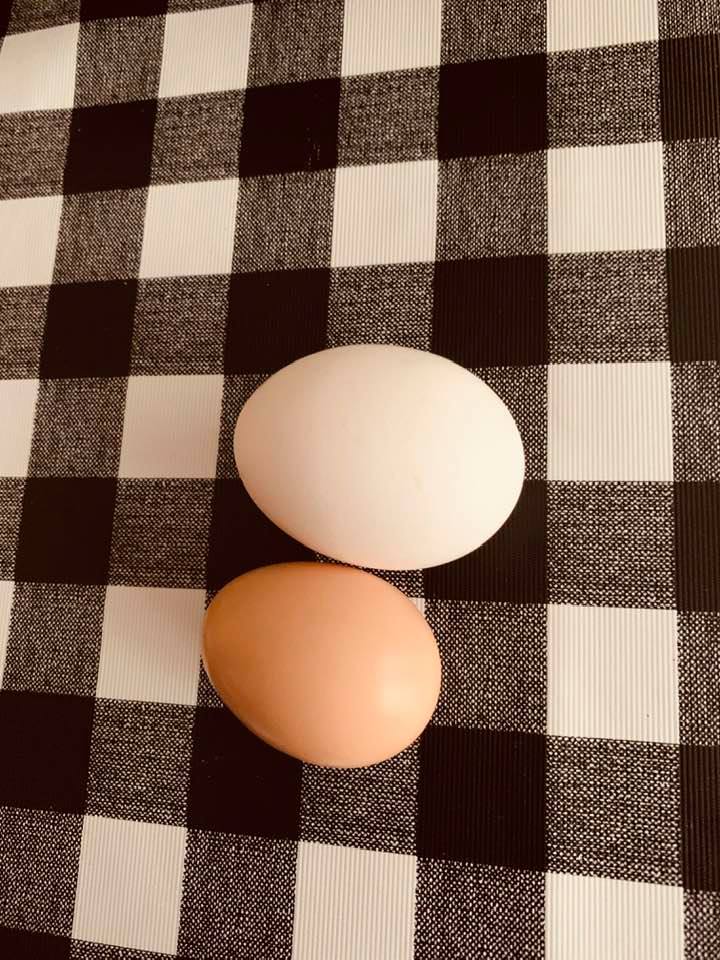 The white egg is from the grocery store. The brown egg is ours, so tiny but adorable. One of our chicks worked so hard to give us our first egg!