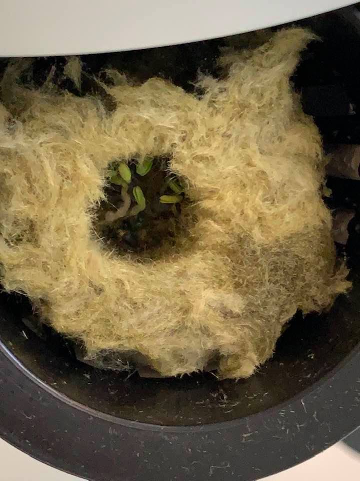 Seeds have started germinating in our grow tower in two of the pods.