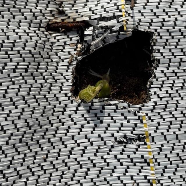 Here is our first Scarlet Runner bean coming up!