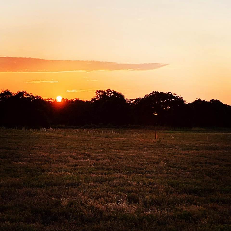 Learn what the terms shade, partial shade, and full sun mean in the gardening world, especially in a hot climate like Texas. Learn what the terms shade, partial shade, and full sun mean in the gardening world, especially in a hot climate like Texas.