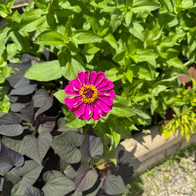 My first zinnia of the season! Isn't it so pretty?