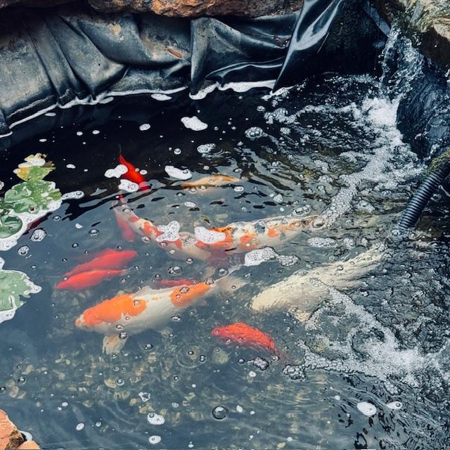 fish fish