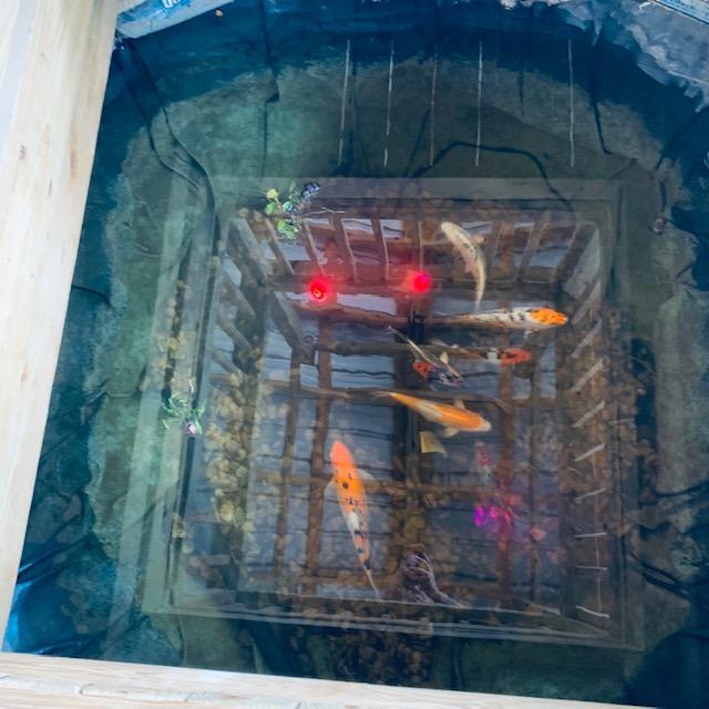 I did not take a photo of the dead frog. Here are our fish. We still have eight of them.