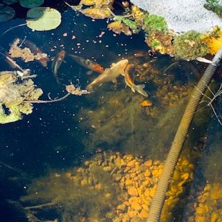 Here there is a lot of algae in the water and it needs to be cleaned. You can see some of the fish.