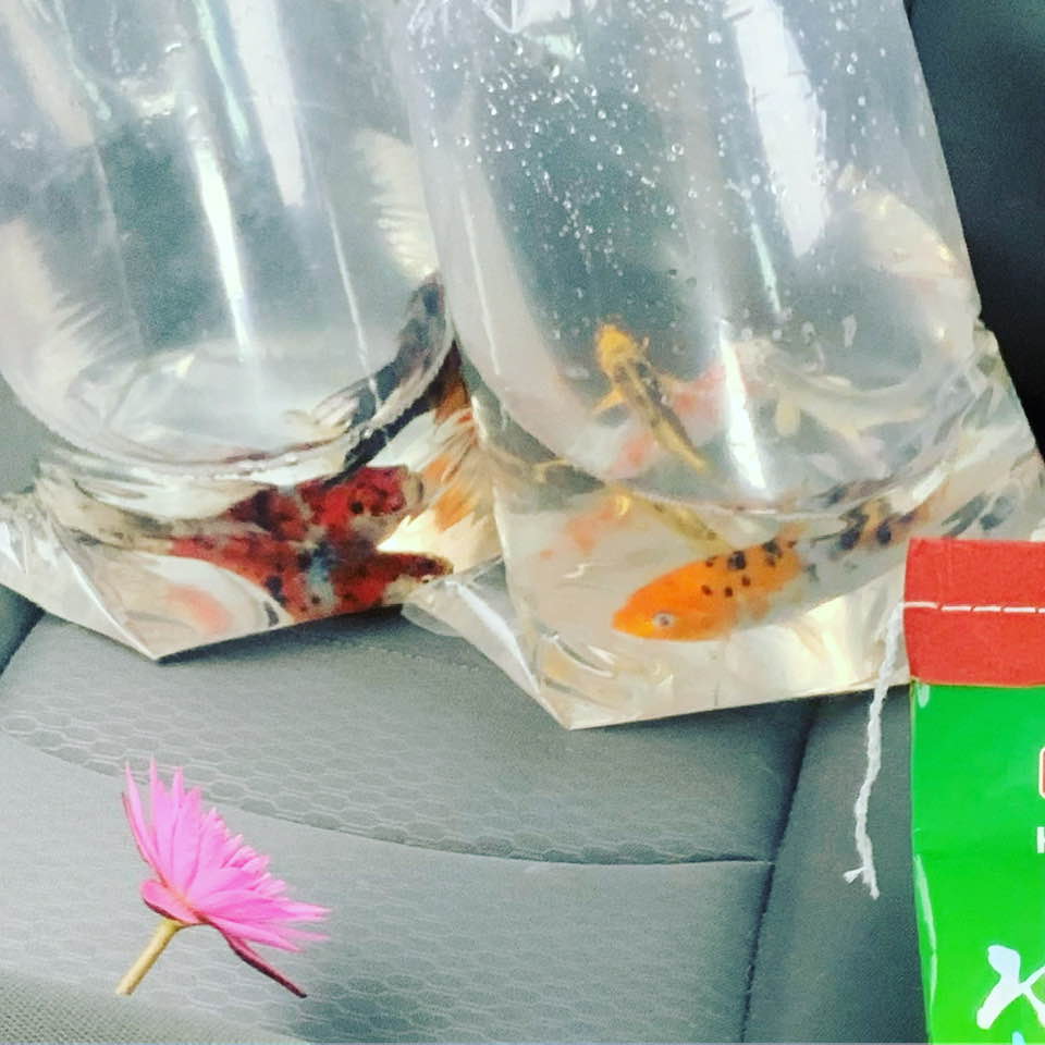Our new fish on the ride home. They were pretty comfy in the back seat of our truck. Possibilities on the farm include having baby fish once these guys grow a bit.