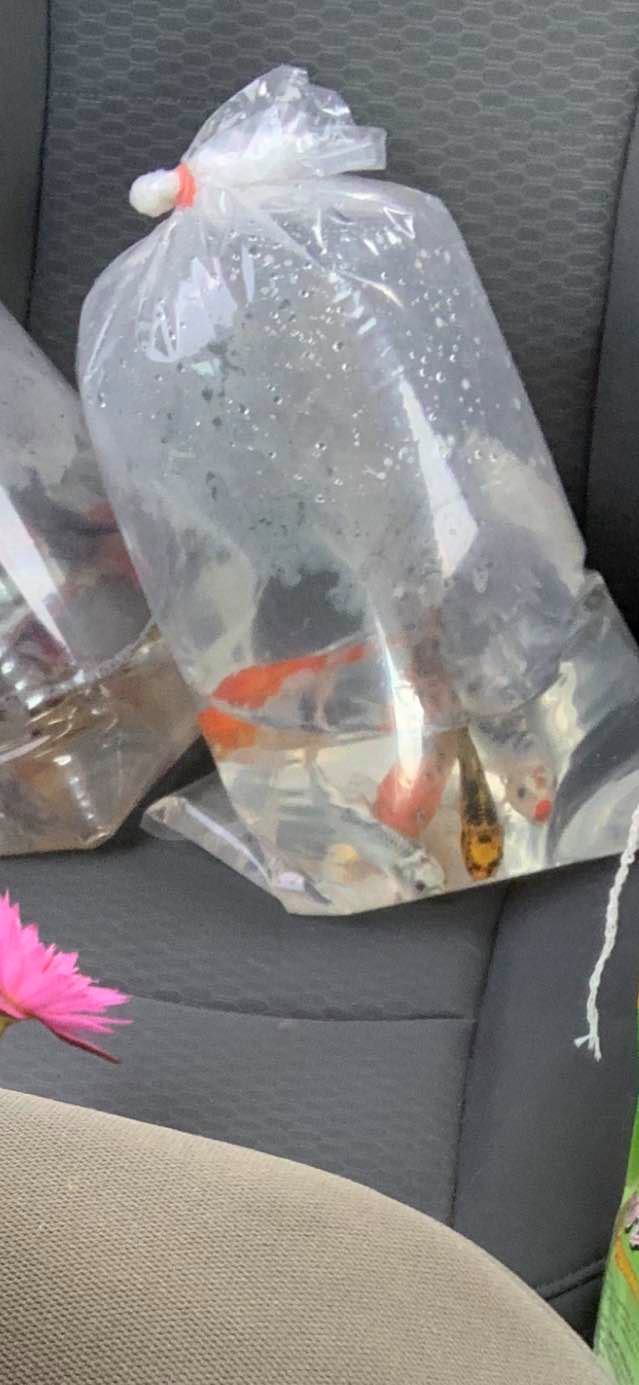 Here is a closeup of some of the fish we got.