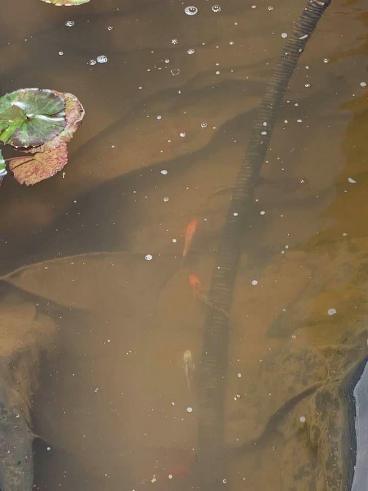Sand makes the fish hard to see but we will get that cleaned out of the pond.