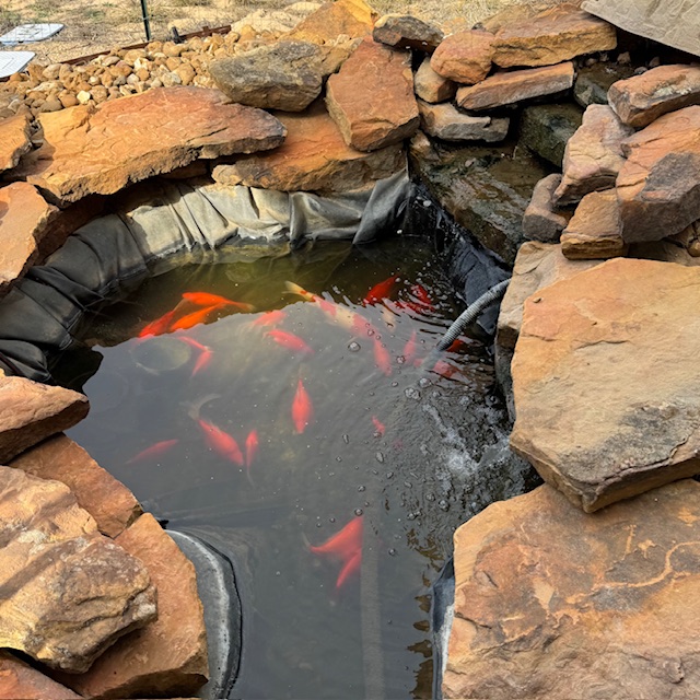 I need to clean the pond out but at least the fish have more water to swim around in.