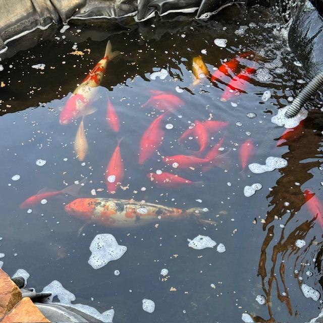 Aquaponics uses fish to fertilize your garden that is grown in water.