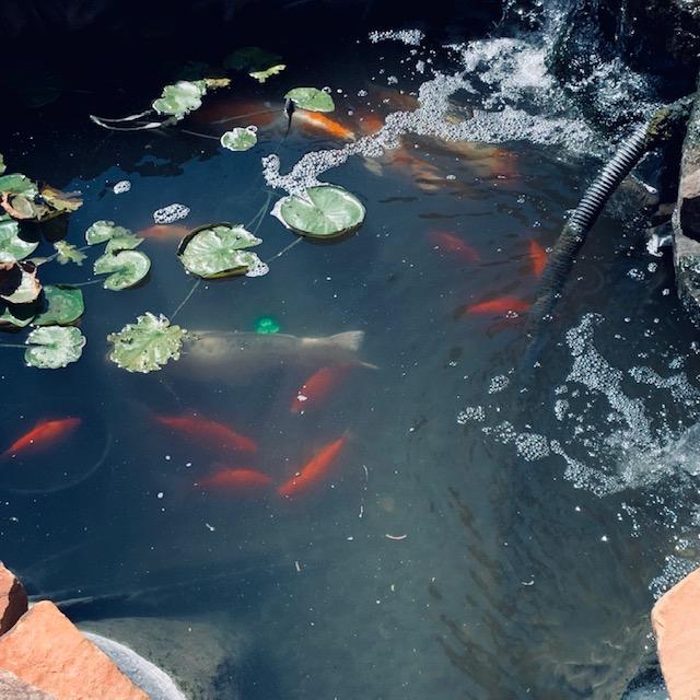 The fish are having a good time swimming around in our pond.